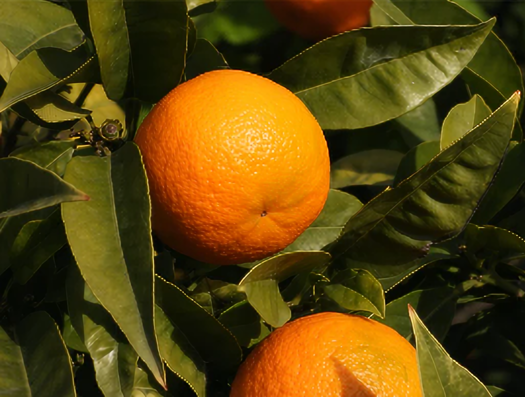 How to Use Orange Essential OIl in Chakra?